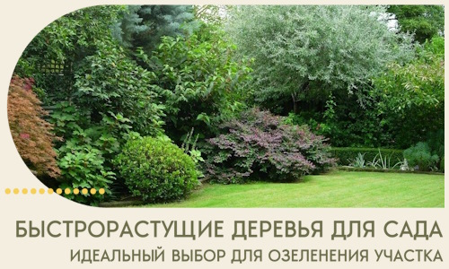 Быстрорастущие деревья для сада идеальный выбор в Камышине