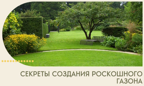 Секреты создания роскошного газона в Камышине